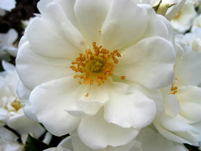 Rosa Landscape Flower Carpet White - View 16 from www redcrocus com