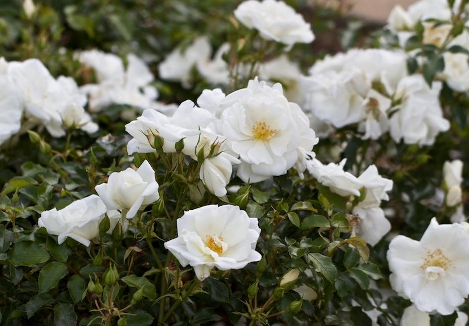 Rosa Landscape Flower Carpet White - View 17 from www redcrocus com