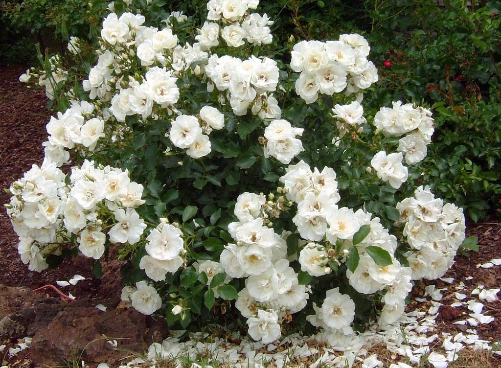 Rosa Landscape Flower Carpet White - View 18 from www redcrocus com