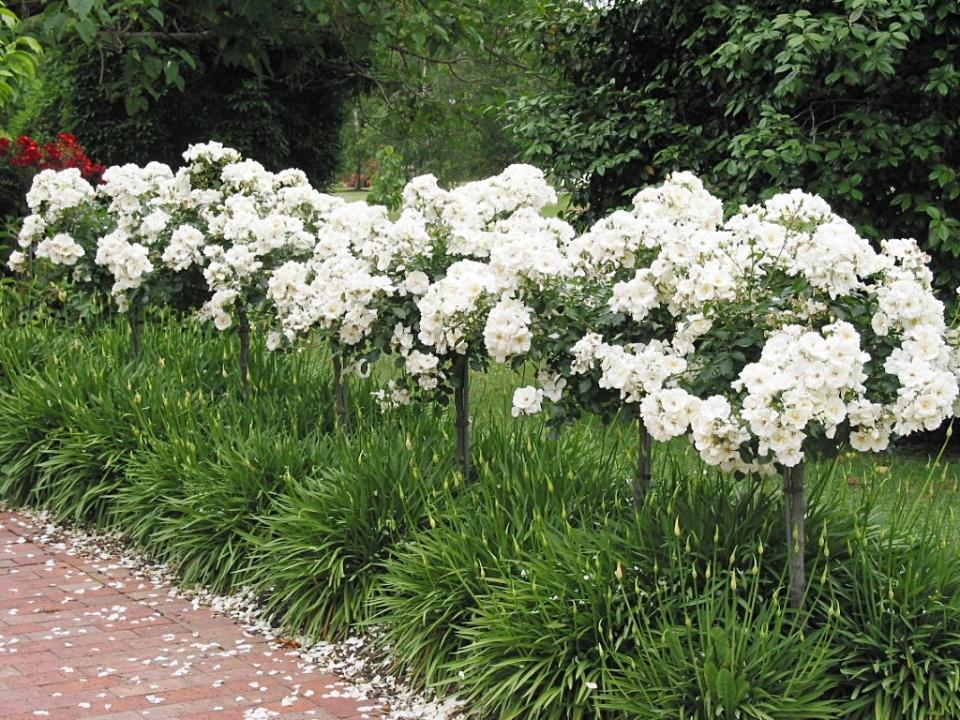 Rosa Landscape Flower Carpet White - View 2 from www redcrocus com