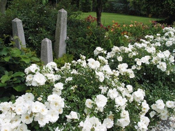Rosa Landscape Flower Carpet White - View 3 from www redcrocus com