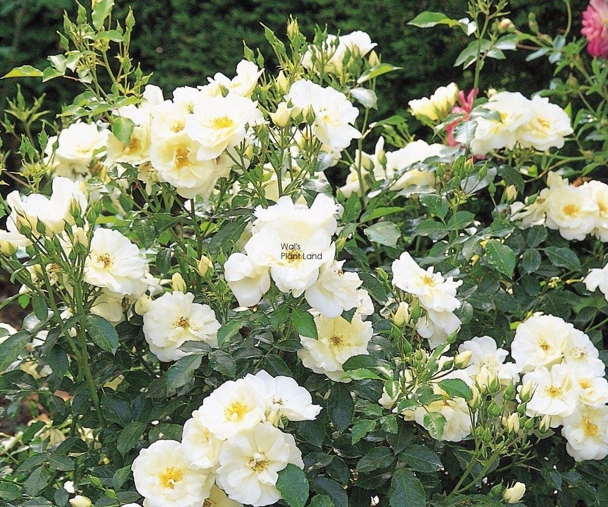 Rosa Landscape Flower Carpet White - View 6 from www redcrocus com