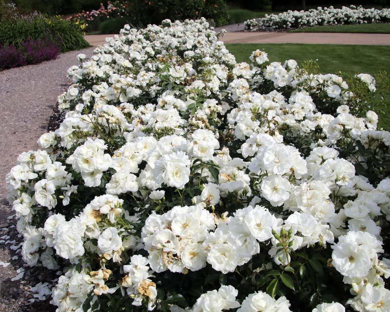 Rosa Landscape Flower Carpet White - View 7 from www redcrocus com