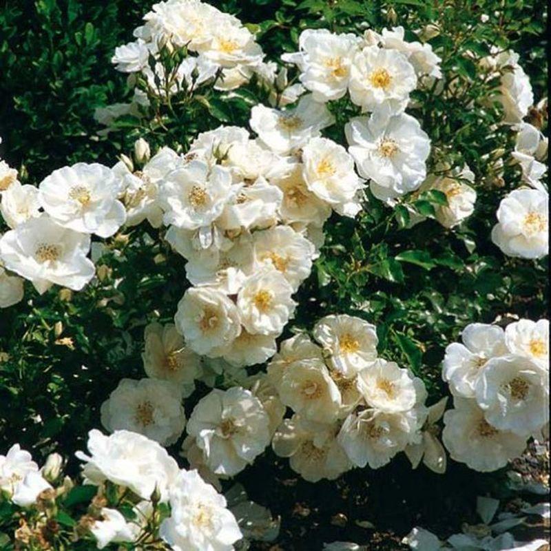 Rosa Landscape Flower Carpet White - View 8 from www redcrocus com