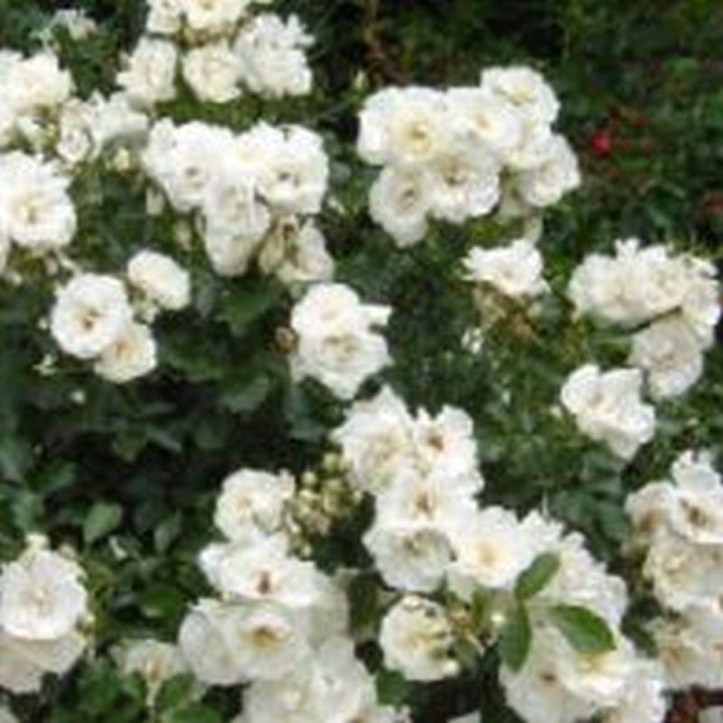 Rosa Landscape Flower Carpet White - View 9 from www redcrocus com