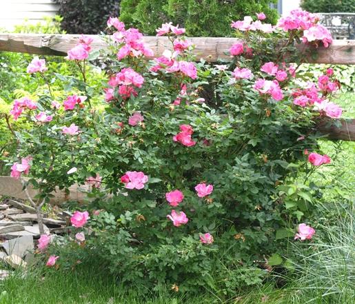 Rosa, Landscape 'pink Knock Out' - View 10 from www redcrocus com