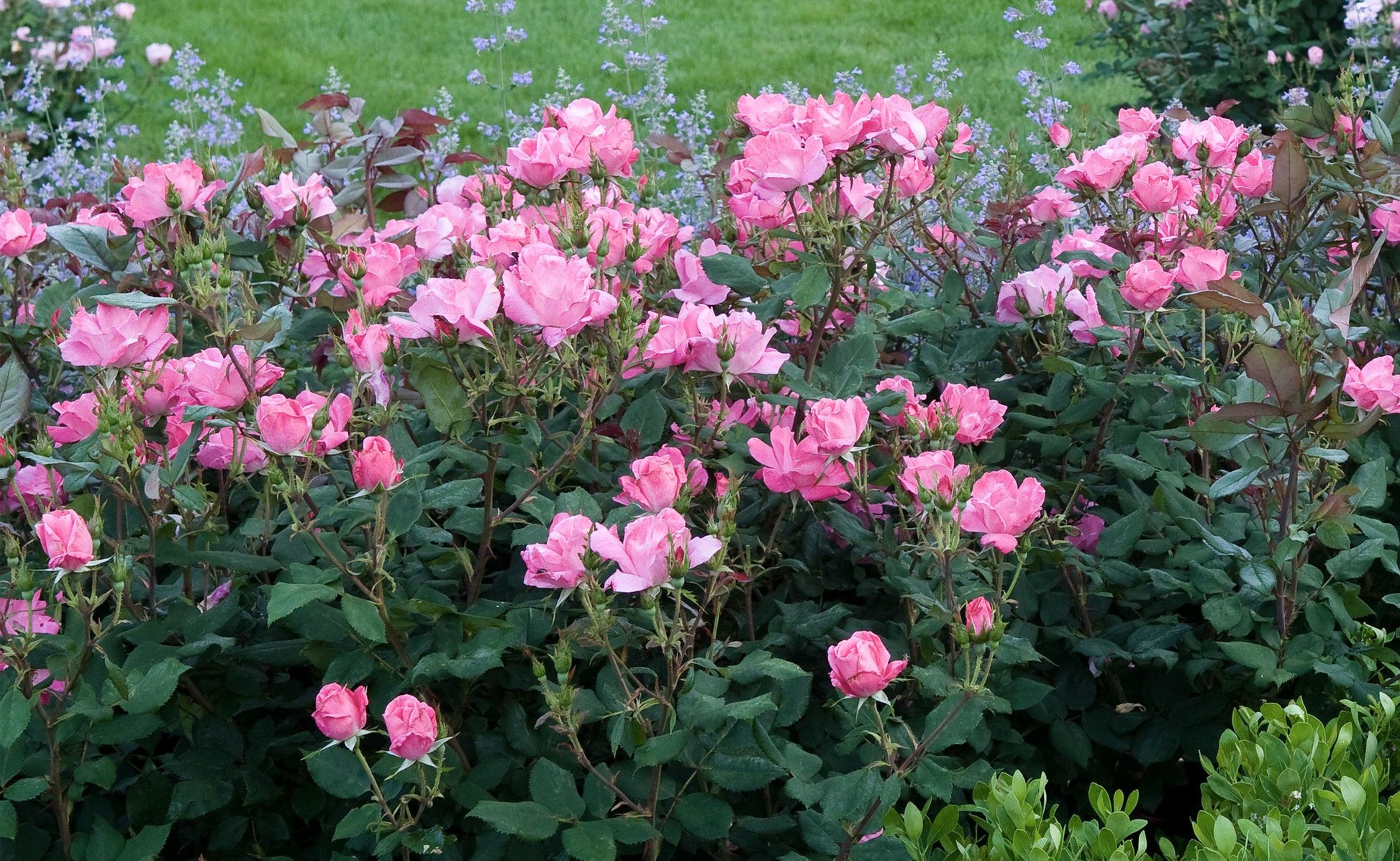 Rosa, Landscape 'pink Knock Out' - View 11 from www redcrocus com