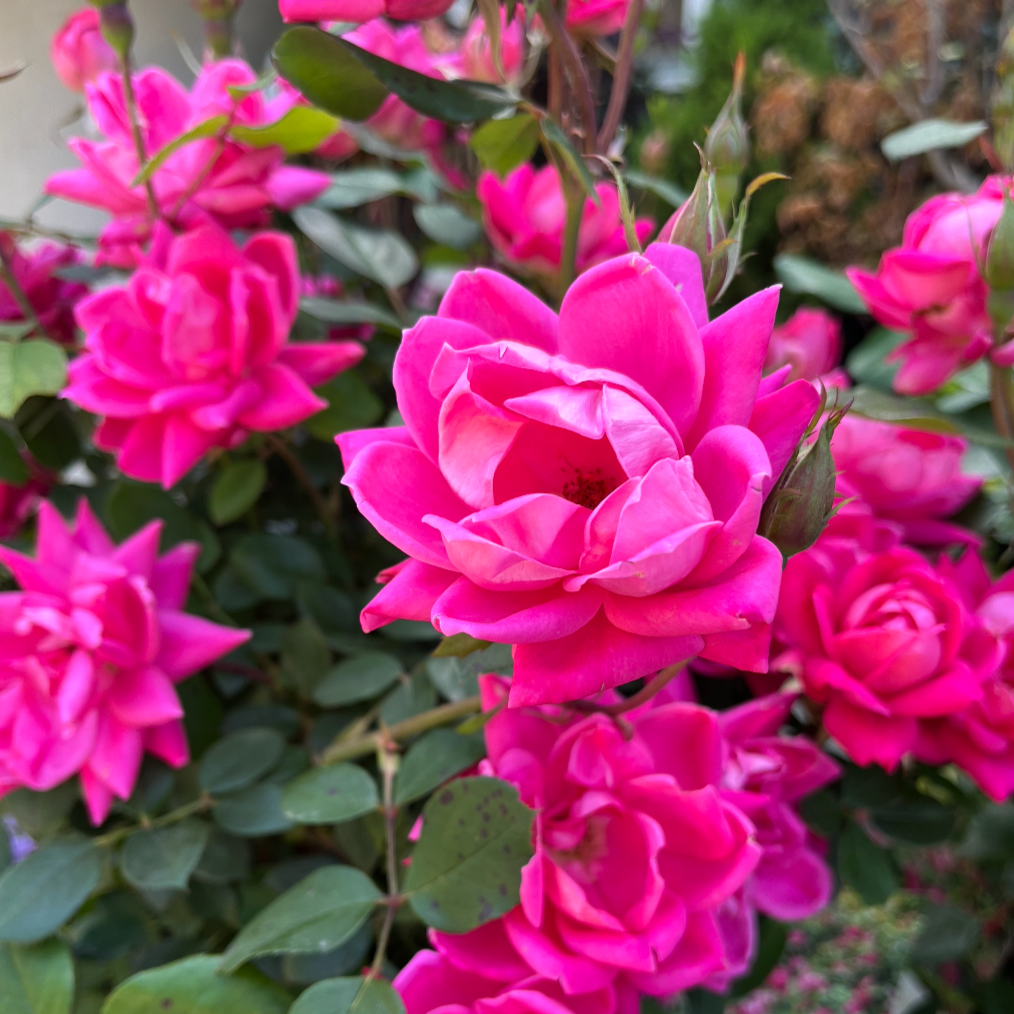 Rosa, Landscape 'pink Knock Out' - View 15 from www redcrocus com