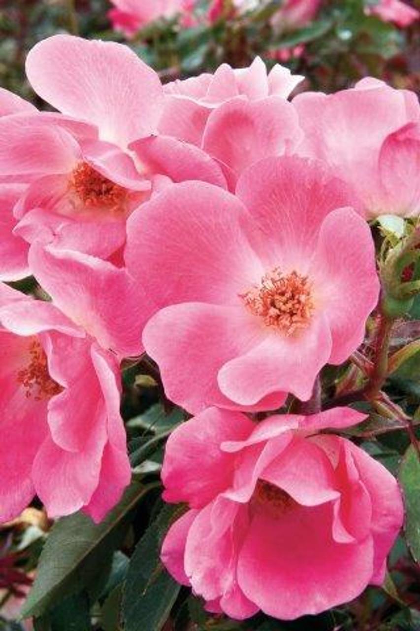 Rosa, Landscape 'pink Knock Out' - View 6 from www redcrocus com