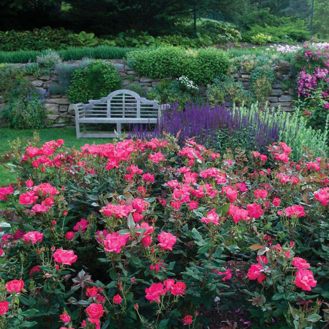 Rosa, Landscape 'pink Knock Out' - View 9 from www redcrocus com