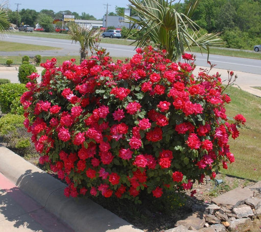 Rosa Landscape Pink Knock Out - View 1 from www redcrocus com