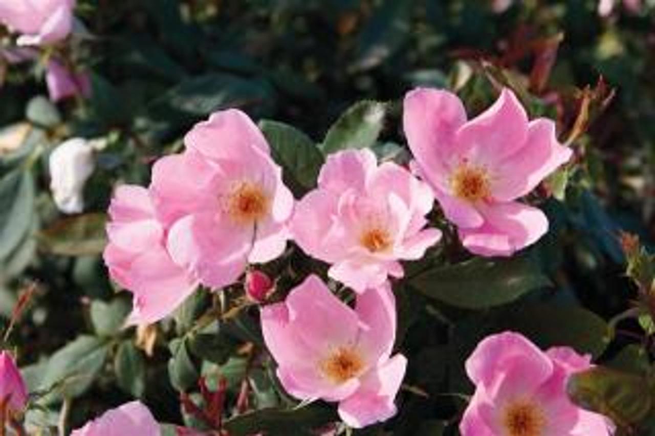 Rosa Landscape Pink Knock Out - View 2 from www redcrocus com
