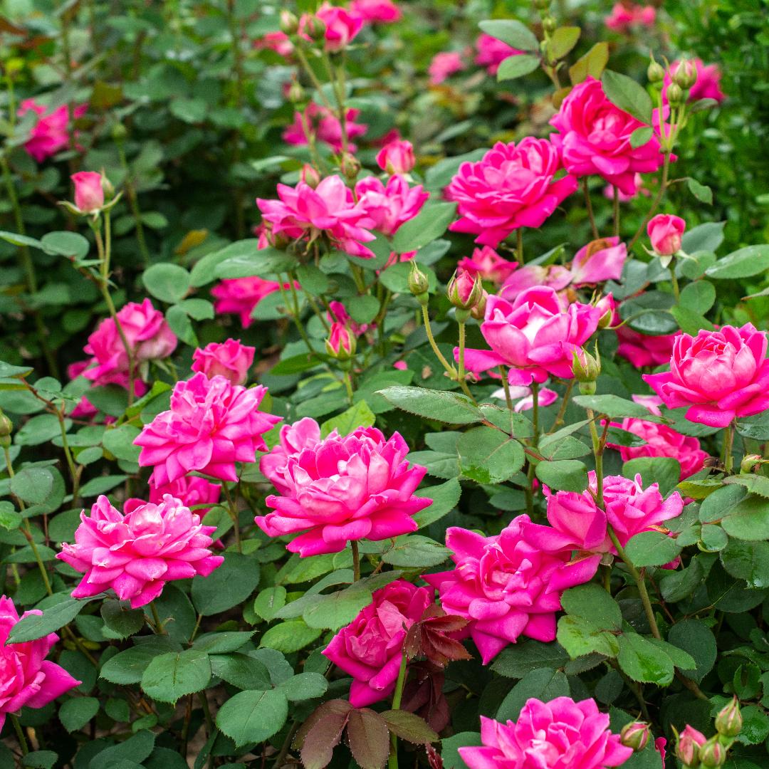 Rosa Landscape Pink Knock Out - View 4 from www redcrocus com