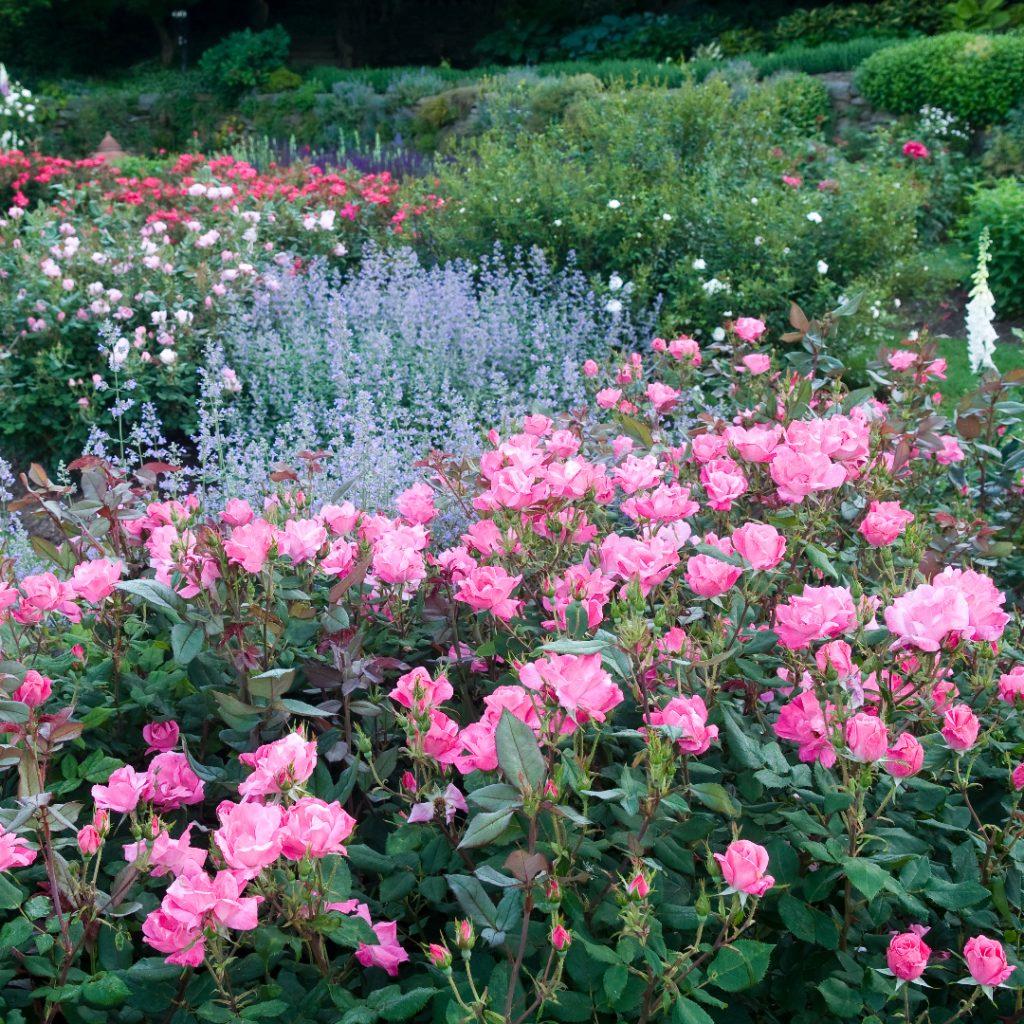 Rosa Landscape Pink Knock Out - View 9 from www redcrocus com