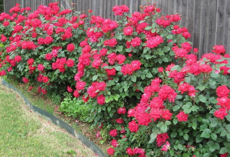 Rosa Landscape Double Red Knock Out - View 10 from www redcrocus com