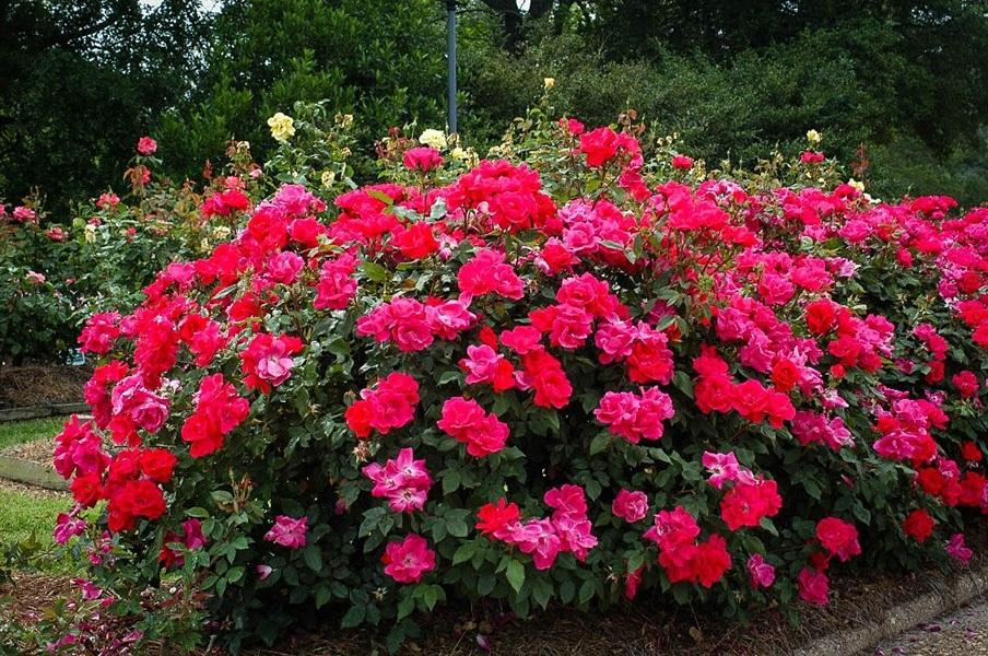 Rosa Landscape Double Red Knock Out - View 12 from www redcrocus com