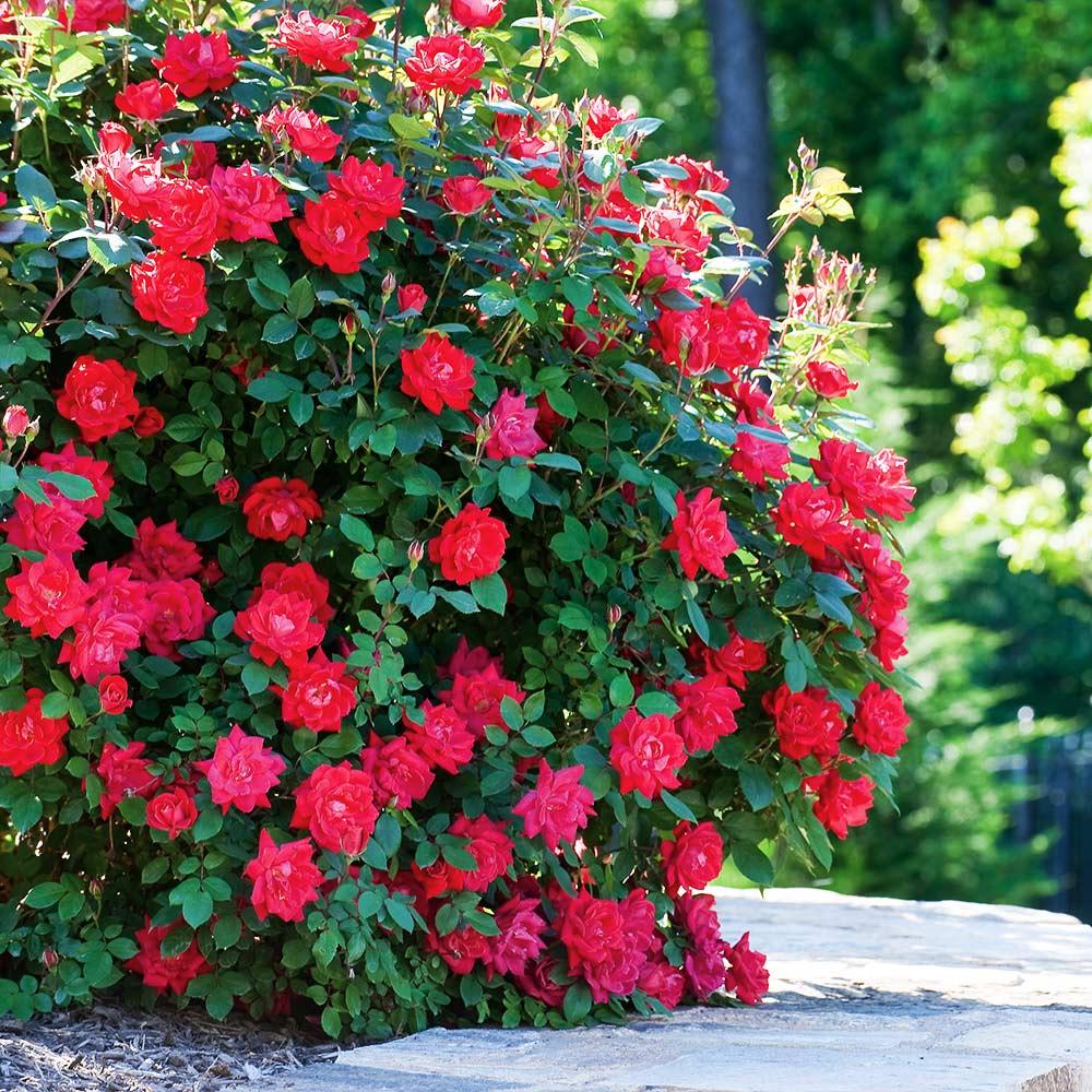 Rosa Landscape Double Red Knock Out - View 13 from www redcrocus com
