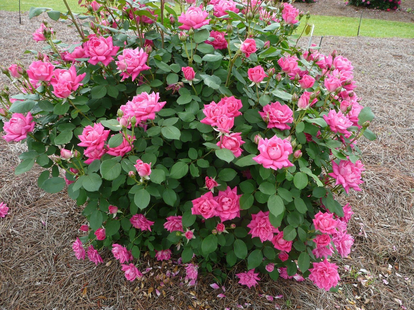 Rosa Landscape Double Red Knock Out - View 15 from www redcrocus com