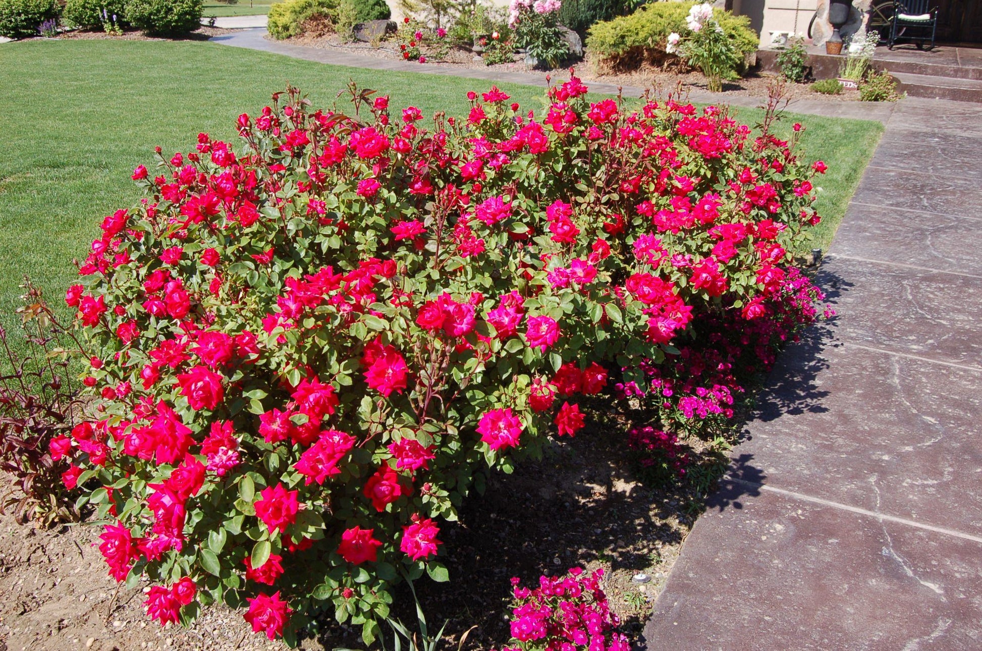 Rosa Landscape Double Red Knock Out - View 16 from www redcrocus com