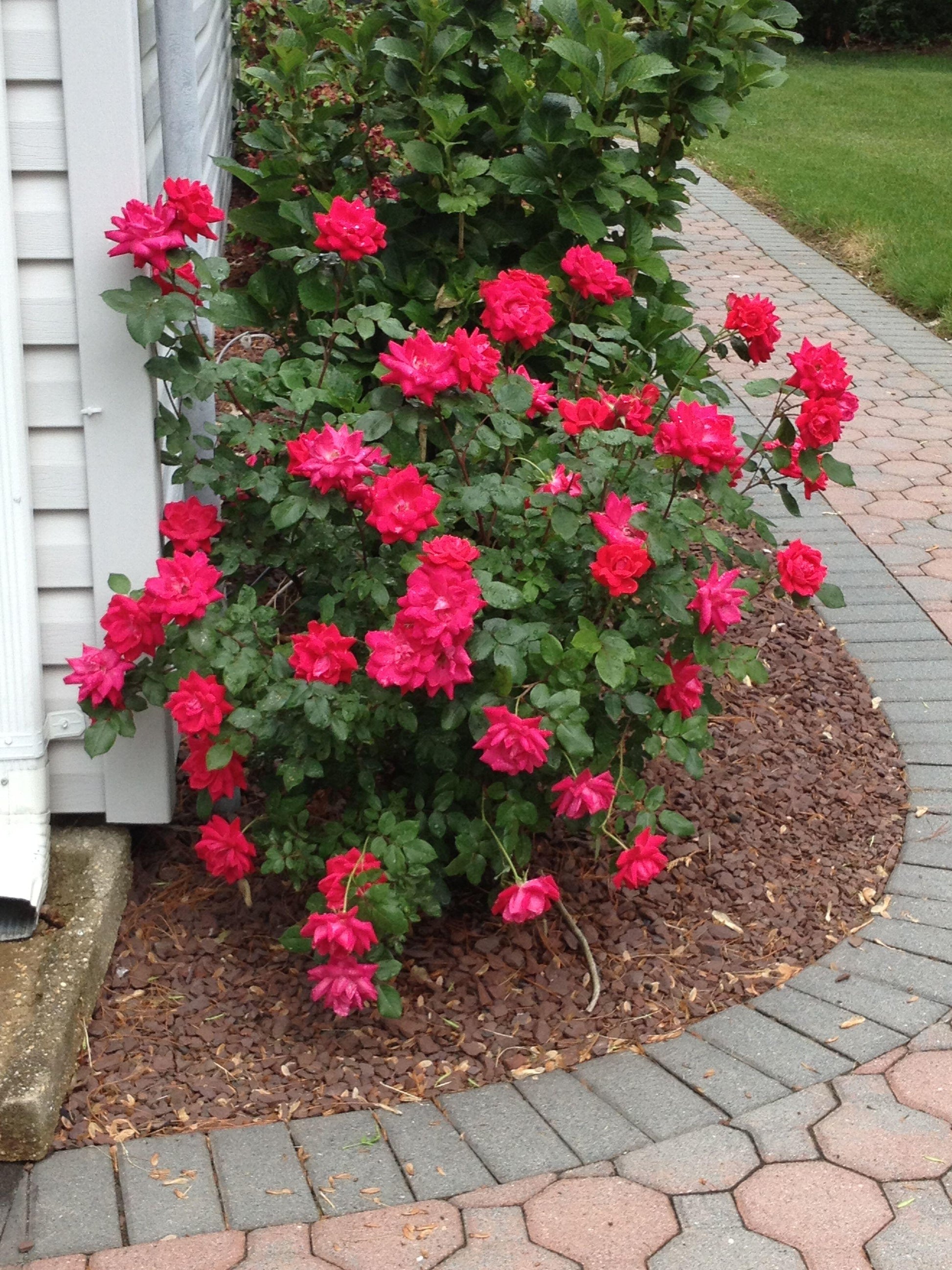Rosa Landscape Double Red Knock Out - View 17 from www redcrocus com