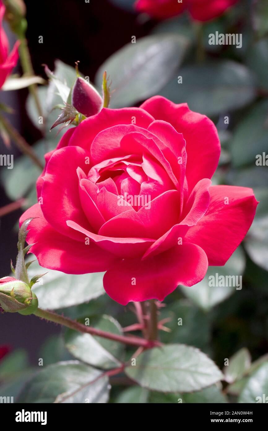 Rosa Landscape Double Red Knock Out - View 18 from www redcrocus com