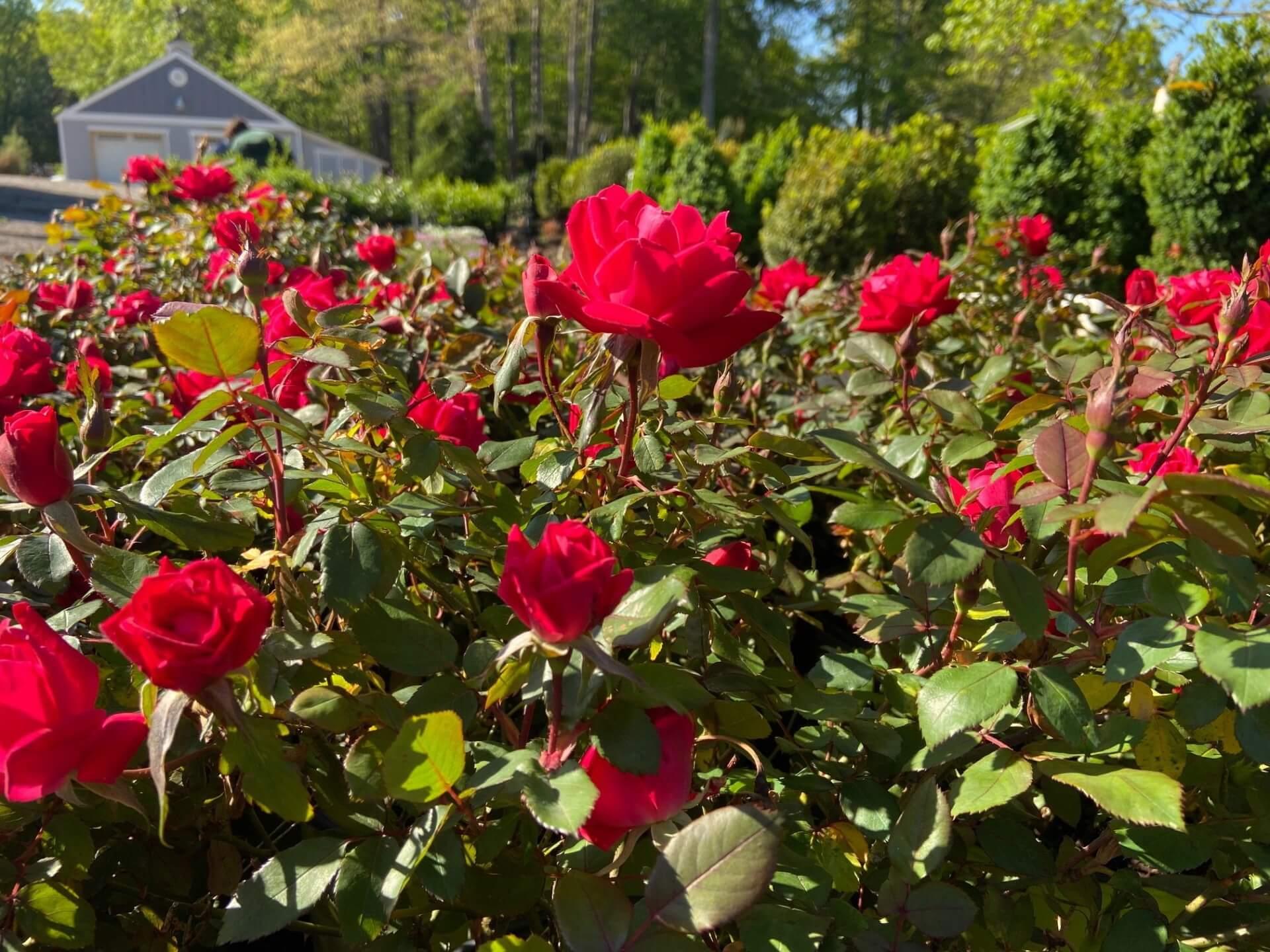 Rosa Landscape Double Red Knock Out - View 19 from www redcrocus com