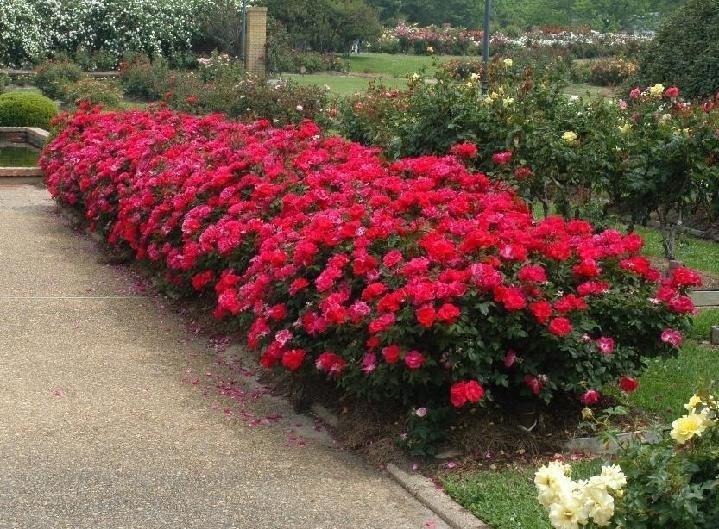 Rosa Landscape Double Red Knock Out - View 2 from www redcrocus com