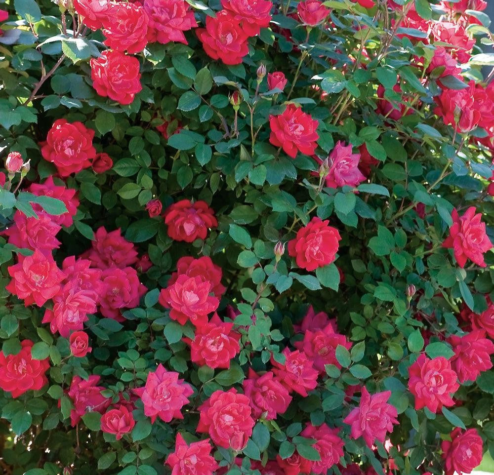 Rosa Landscape Double Red Knock Out - View 3 from www redcrocus com