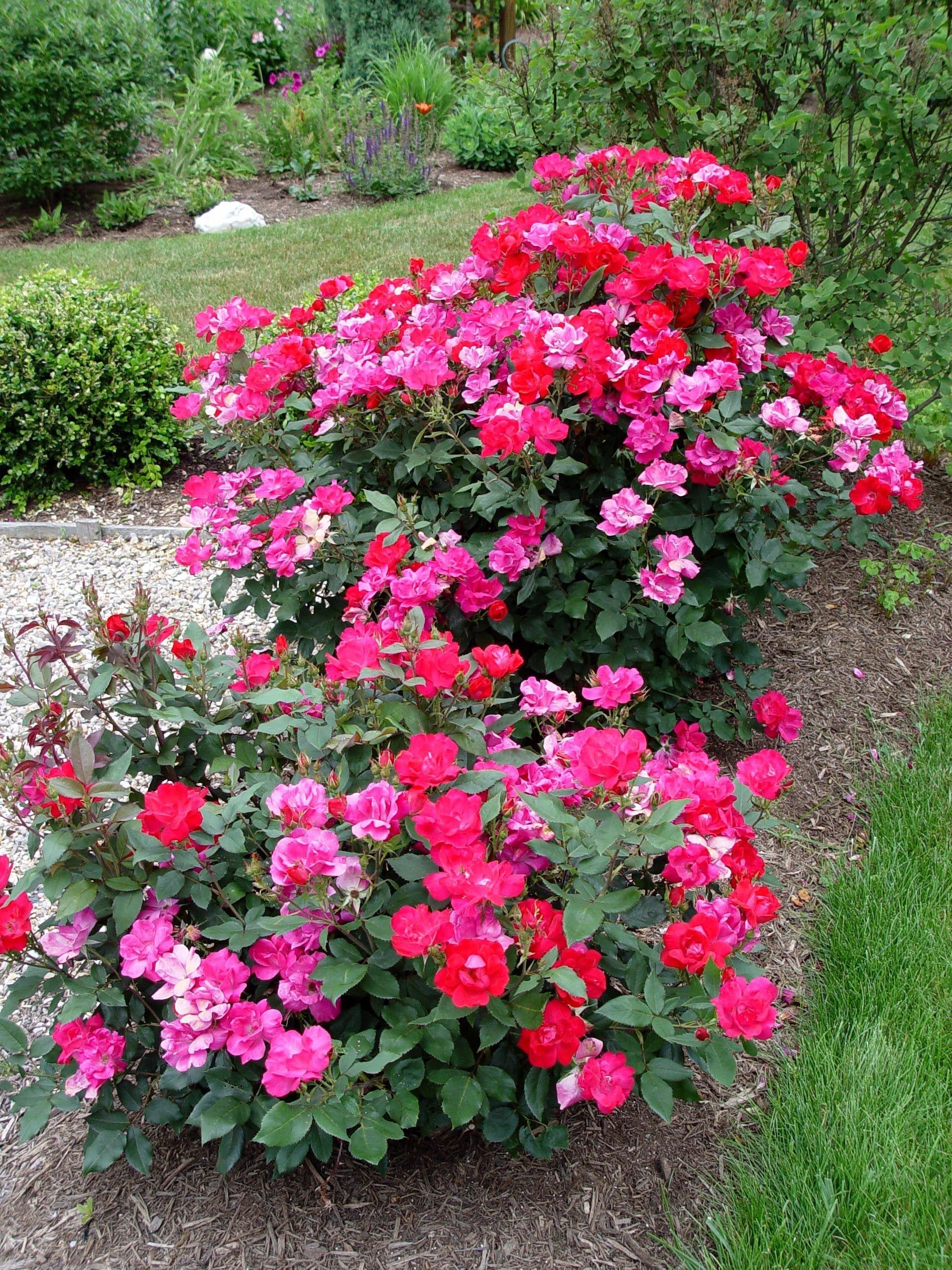 Rosa Landscape Double Red Knock Out - View 4 from www redcrocus com