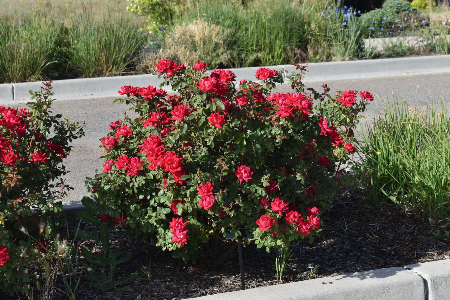 Rosa Landscape Double Red Knock Out - View 5 from www redcrocus com
