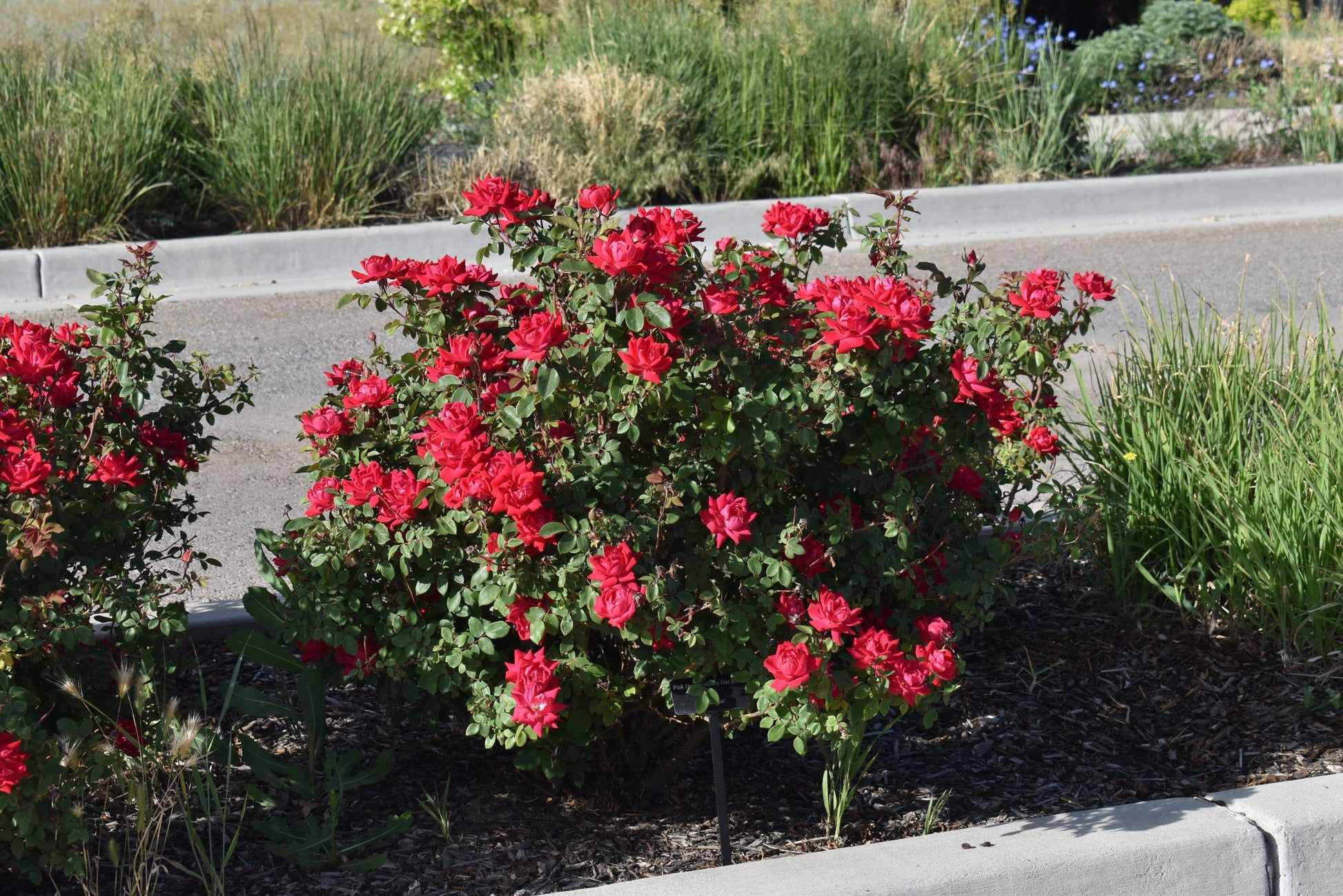 Rosa Landscape Double Red Knock Out - View 5 from www redcrocus com