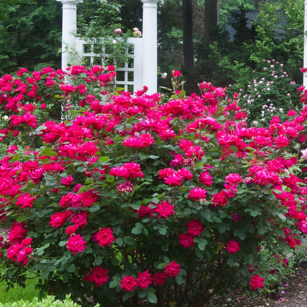 Rosa Landscape Double Red Knock Out - View 7 from www redcrocus com