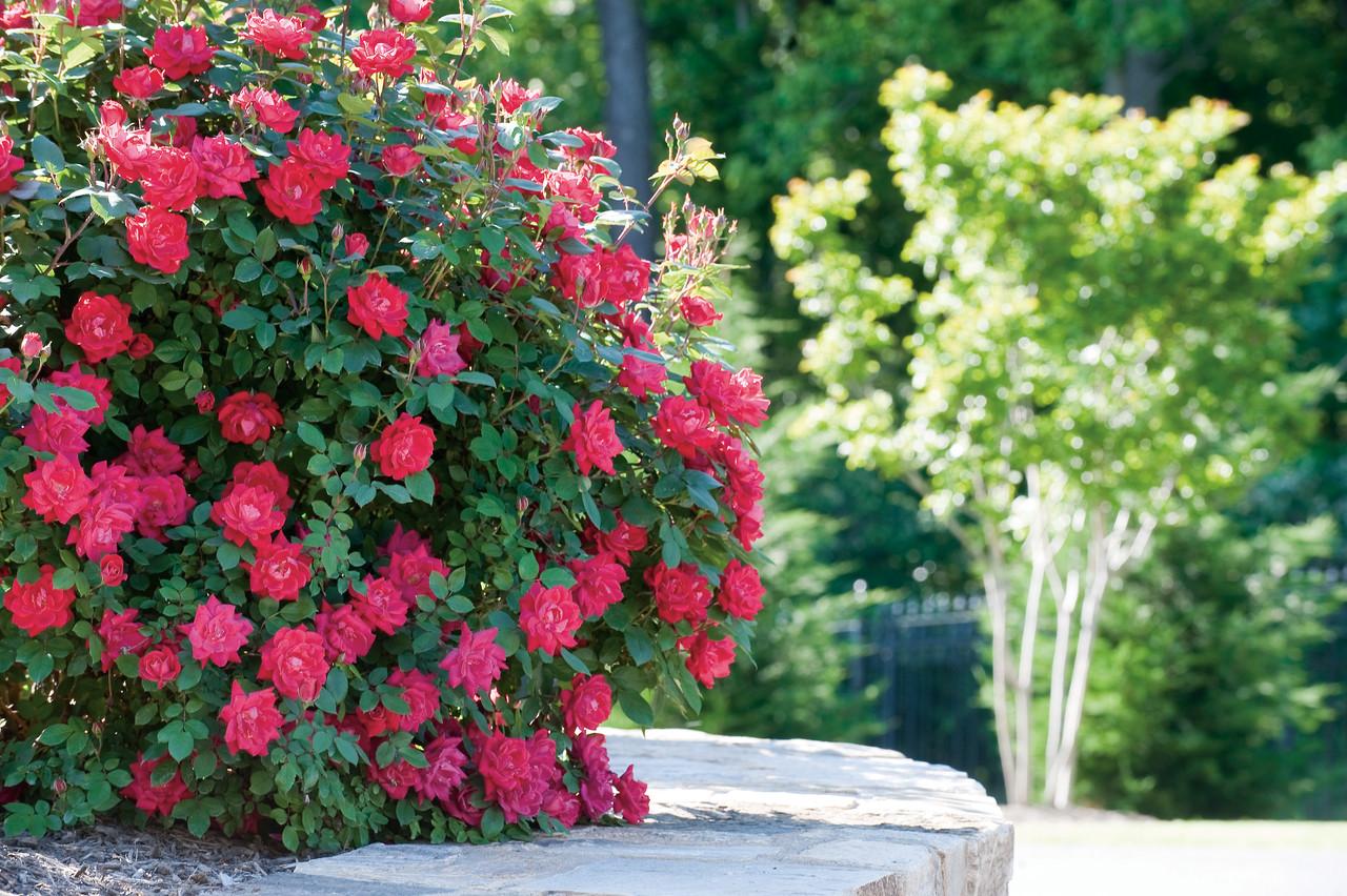 Rosa Landscape Double Red Knock Out - View 8 from www redcrocus com