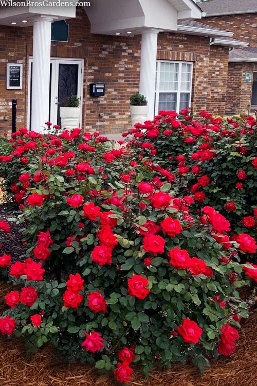 Rosa Landscape Double Red Knock Out - View 9 from www redcrocus com