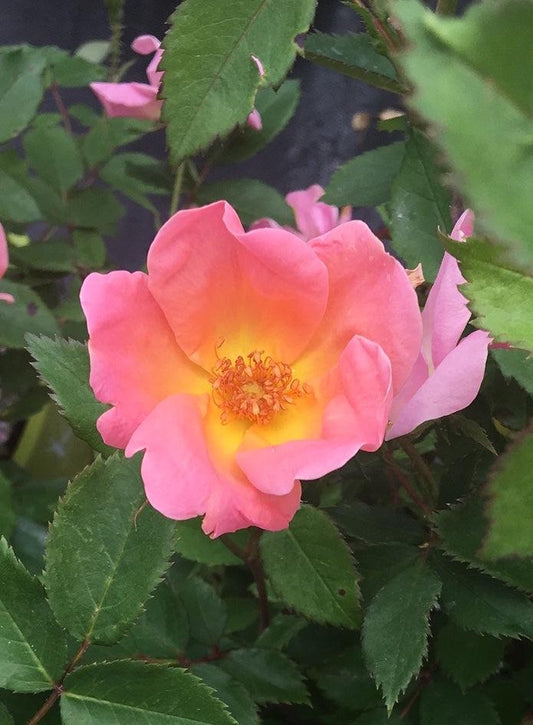 Rosa Landscape Rainbow Knock Out - View 10 from www redcrocus com