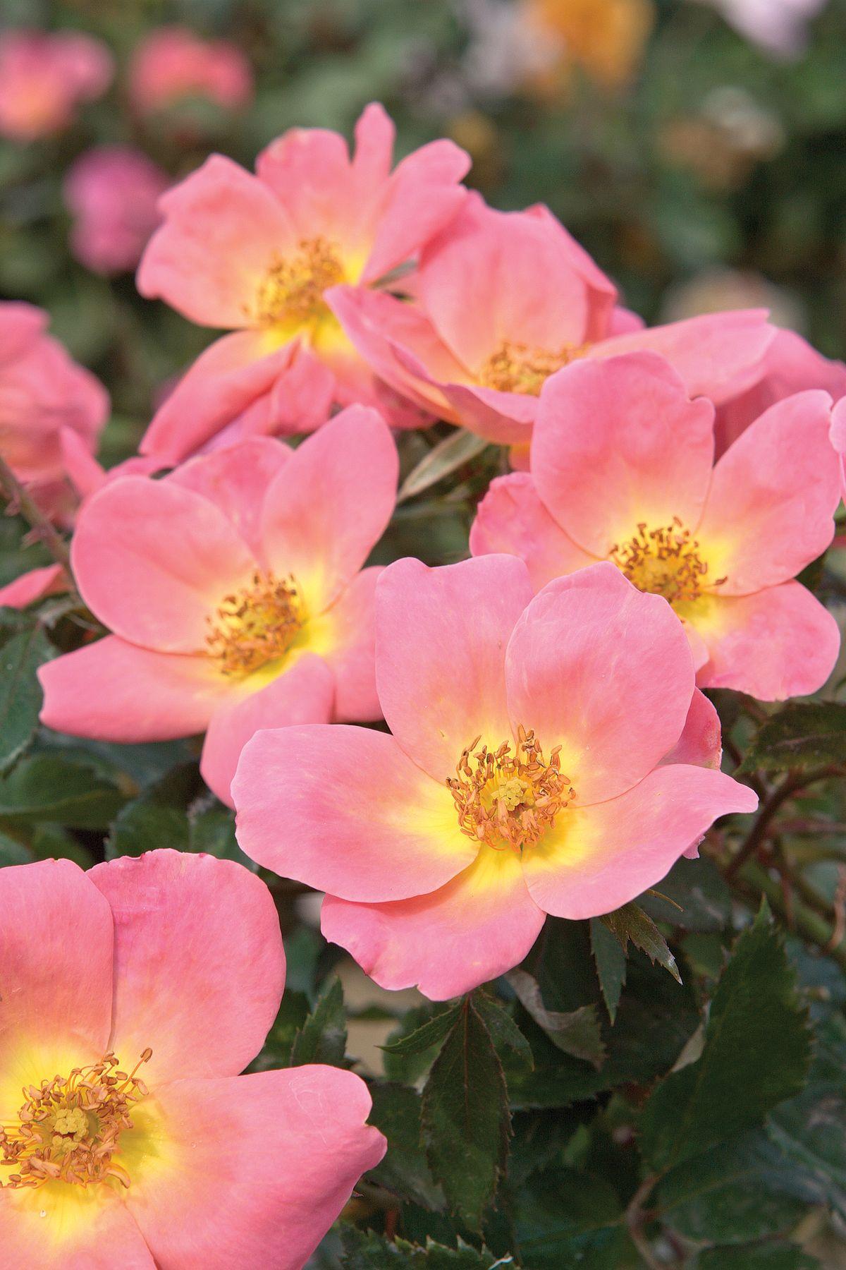 Rosa Landscape Rainbow Knock Out - View 12 from www redcrocus com
