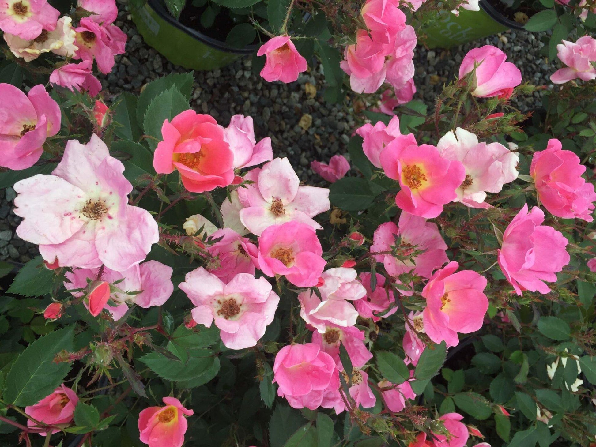 Rosa Landscape Rainbow Knock Out - View 13 from www redcrocus com