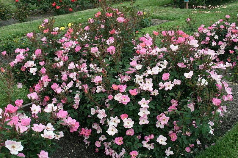 Rosa Landscape Rainbow Knock Out - View 14 from www redcrocus com