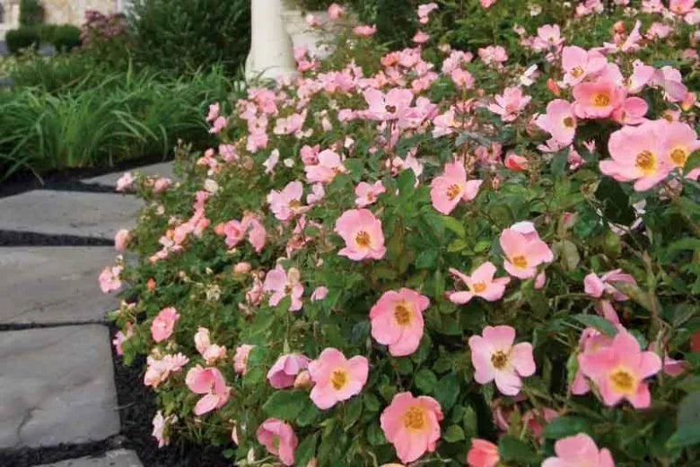 Rosa Landscape Rainbow Knock Out - View 2 from www redcrocus com