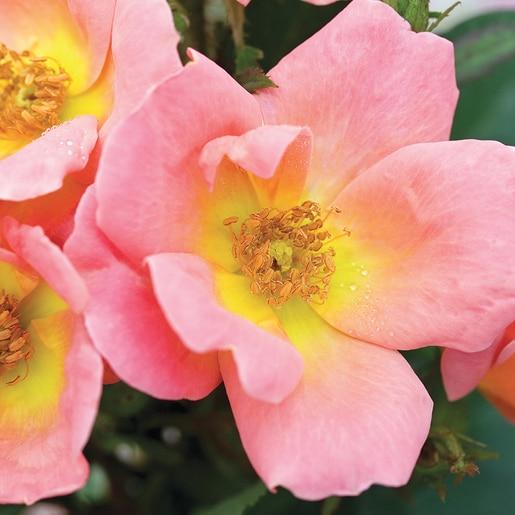 Rosa Landscape Rainbow Knock Out - View 3 from www redcrocus com