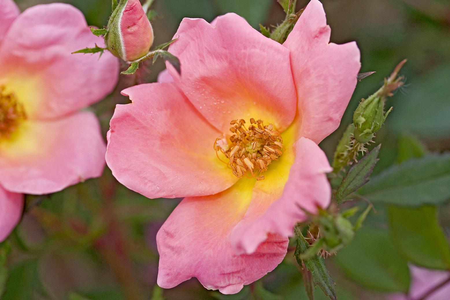 Rosa Landscape Rainbow Knock Out - View 4 from www redcrocus com