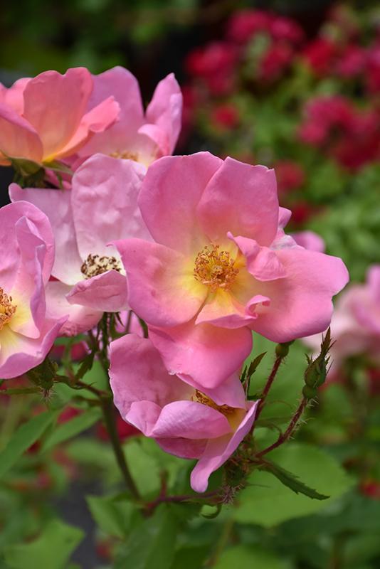 Rosa Landscape Rainbow Knock Out - View 5 from www redcrocus com