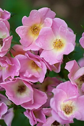 Rosa Landscape Rainbow Knock Out - View 6 from www redcrocus com