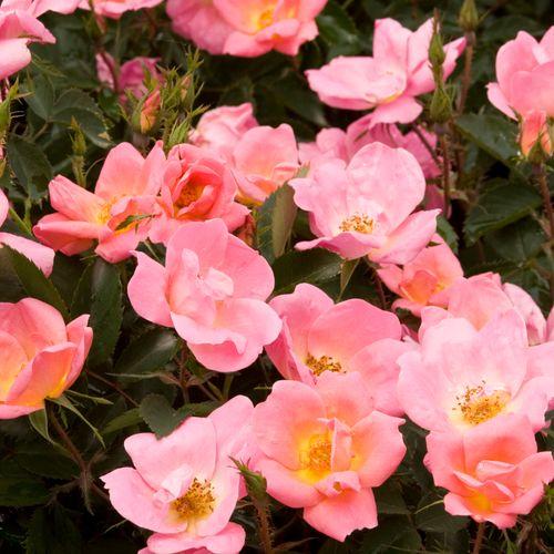 Rosa Landscape Rainbow Knock Out - View 8 from www redcrocus com