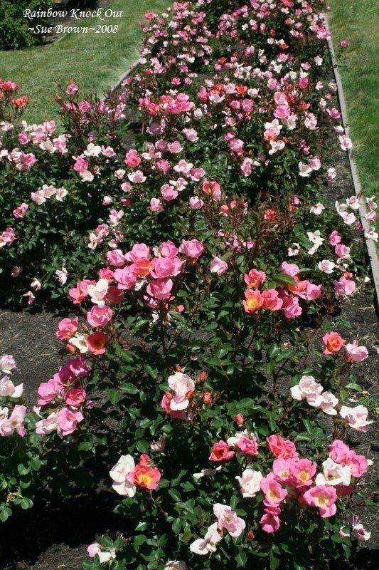 Rosa Landscape Rainbow Knock Out - View 9 from www redcrocus com