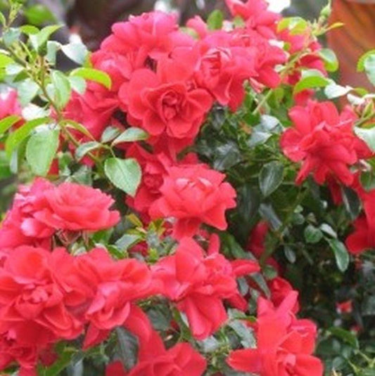 Rosa Landscape Flower Carpet Scarlet - View 10 from www redcrocus com