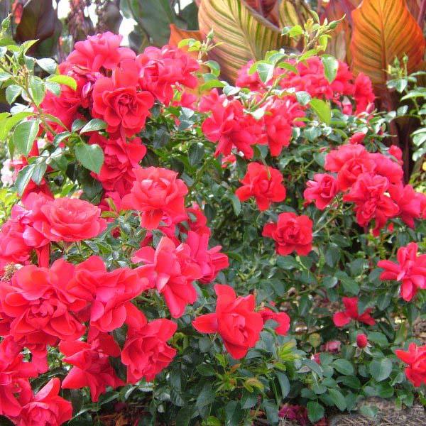Rosa Landscape Flower Carpet Scarlet - View 11 from www redcrocus com