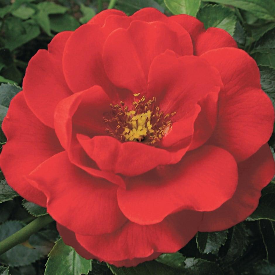 Rosa Landscape Flower Carpet Scarlet - View 12 from www redcrocus com