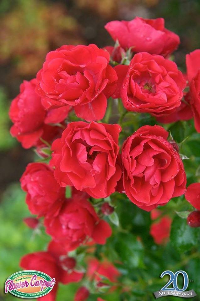 Rosa Landscape Flower Carpet Scarlet - View 14 from www redcrocus com