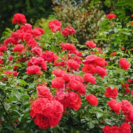 Rosa Landscape Flower Carpet Scarlet - View 1 from www redcrocus com
